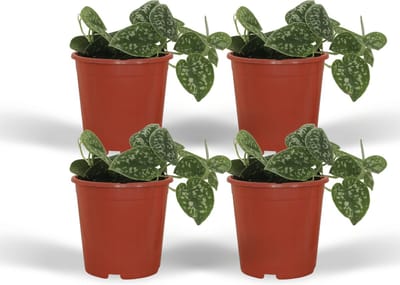 Plantenboetiek.nl | Scindapsus Pictus - Epipremnum | 4 stuks - Ø12cm - 15cm hoog - Kamerplant - Groenblijvend - Multideal