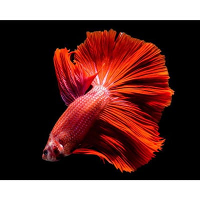 DIY Diamond Painting  Kleurrijke Rumble Fish  Dierenborduurwerk Kruissteek Mozaïek Versieren 20X30CM red