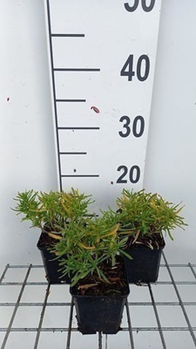 6x Scheefkelk - Iberis semp. 'Fischbeck' | 9x9 cm pot