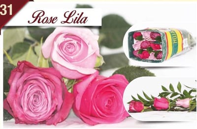 24x Rosa mix/bos hoja verde triett rosa lila 50cm