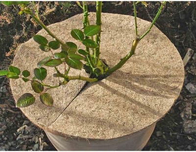 Kokos mulchschijf - Plantenbeschermer - Planten verzorgen - Natuurlijke bescherming - 37 cm diameter - Bruin