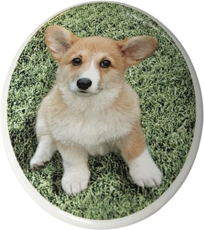 Tegeltje Corgi pup