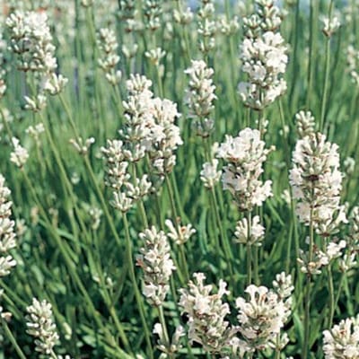 6 x Lavandula Intermedia 'Edelweiss' - Lavendel pot 9x9cm, geurig en sierlijk