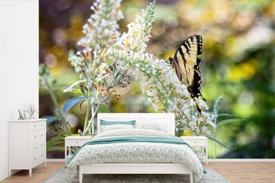 Behang - Fotobehang Papilio glaucus vlinder op een witte vlinderstruik - Breedte 360 cm x hoogte 240 cm