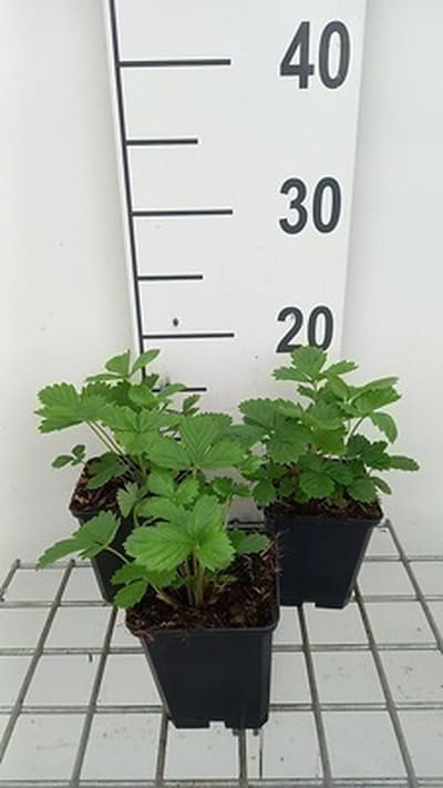 6x Bosaardbei - Fragaria vesca 'Alexandria' | 9x9 cm pot