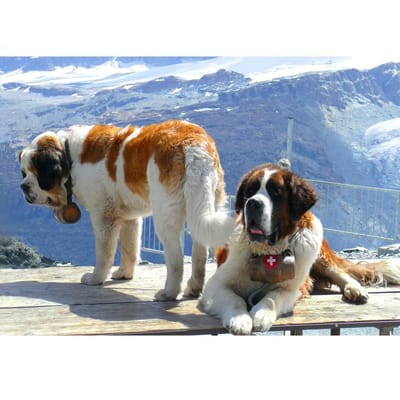 Mosaïque de diamant rond complet chien Saint Bernard, broderie de diamant, peinture en point de croix 20X30CM gray
