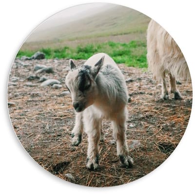 KuijsFotoprint - Schilderij - Klein Baby Geitje - Wit, Bruin En Grijs - 80 X 80 Cm