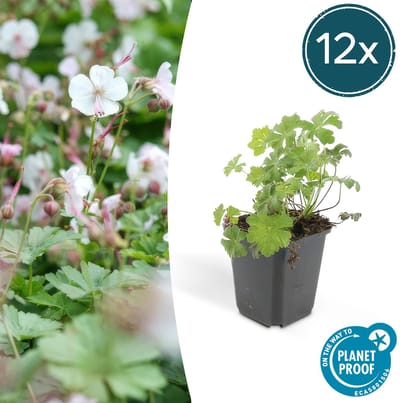 Trendyplants - Geranium cantabrigiense 'Biokovo' - 12 stuks - Ooievaarsbek - Winterhard - Hoogte 10-30 cm - Potmaat Ø9cm