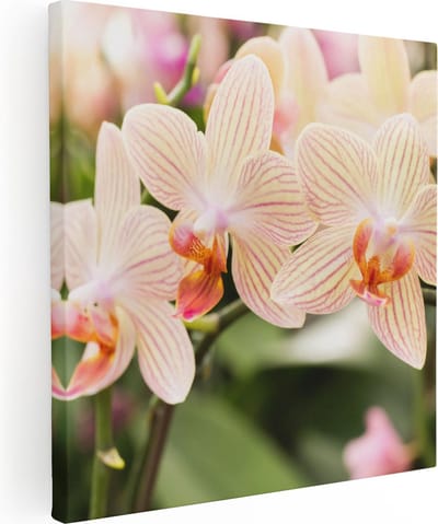 Artaza Canvas Schilderij Orchidee - 90x90 cm - Wanddecoratie Bloemen - Muurdecoratie Botanisch - Schilderijen Op Canvas