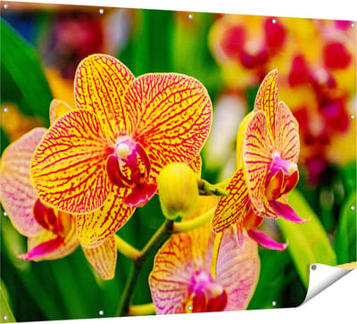 Gards Tuinposter Geel Rode Orchidee Bloemen - 160x120 cm - Tuindoek - Tuindecoratie - Wanddecoratie buiten - Tuinschilderij