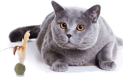 Kattenkruid - Kattenspeelgoed - Huisdier speelgoed - Katten - Kruidenveertje - Kruidenbal - Speelgoed voor katten