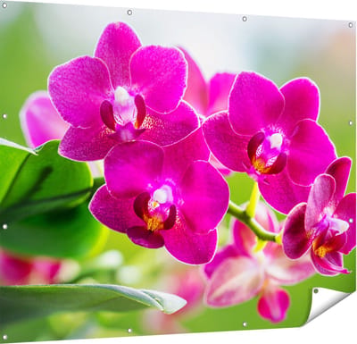 Gards Tuinposter Roze Orchidee Bloemen - 150x120 cm - Tuindoek - Tuindecoratie - Wanddecoratie buiten - Tuinschilderij