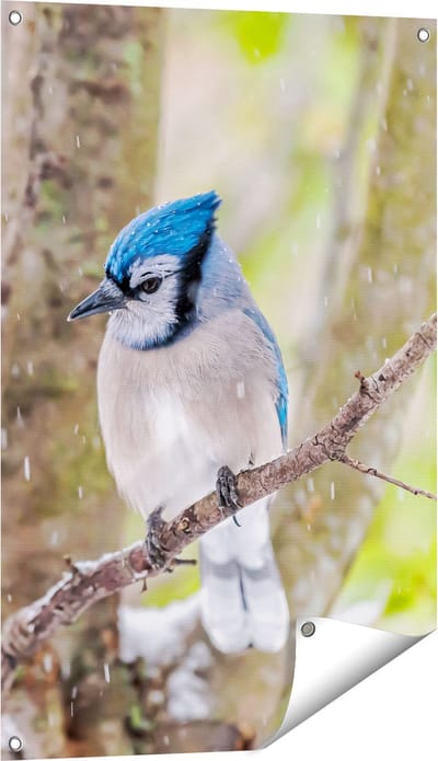 Gards Tuinposter Blauwe Gaai Vogel in de Sneeuw - 60x90 cm - Tuindoek - Tuindecoratie - Wanddecoratie buiten - Tuinschilderij