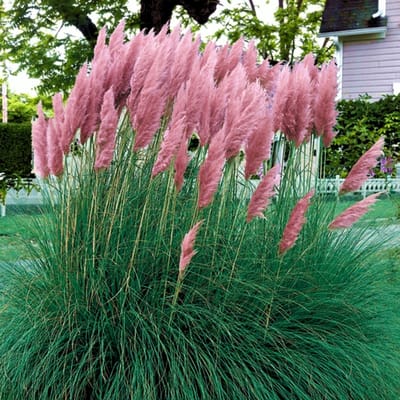 Pampasgras (Cortaderia selloana) - Pink Feather - roze - Vaste planten - Snijbloemen - Groenblijvend - Bodembedekkers - Zomerbollen - Grassen/kruiden
