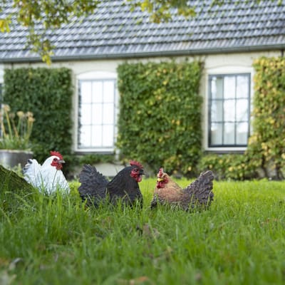 Liggend Beeld van Kip Wit - Woondecoratie - Beeld van Kip voor in Tuin - Polyresin - Waterbestendig - UV proof - Wit - Huis en tuindecoratie - Buiten - Vogelcadeaushop