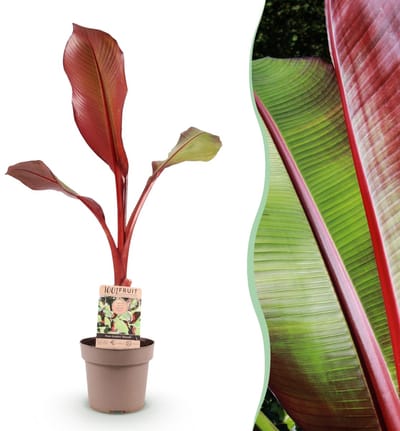 Green boutiQ - Fruitplant - Musa ensete Maurelli - Bananenboom - Winterhard - Rood-Groen - 1 Planten - Pot 21cm - Hoogte 90cm