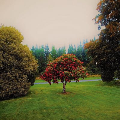 The Bats - Foothills (CD)
