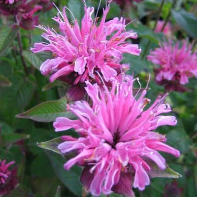 6 x Monarda 'Twins' - Bergamotplant pot 9x9cm