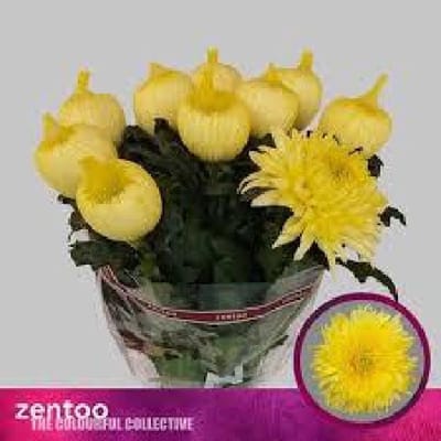 10x Chrysant magnum yellow g 70cm