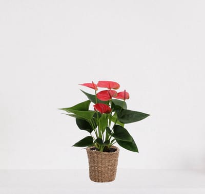 Anthurium Roze in siermand Amber grof – bloeiende kamerplant – flamingoplant – 40-50cm - Ø13 – geleverd met plantenpot – vers uit de kwekerij