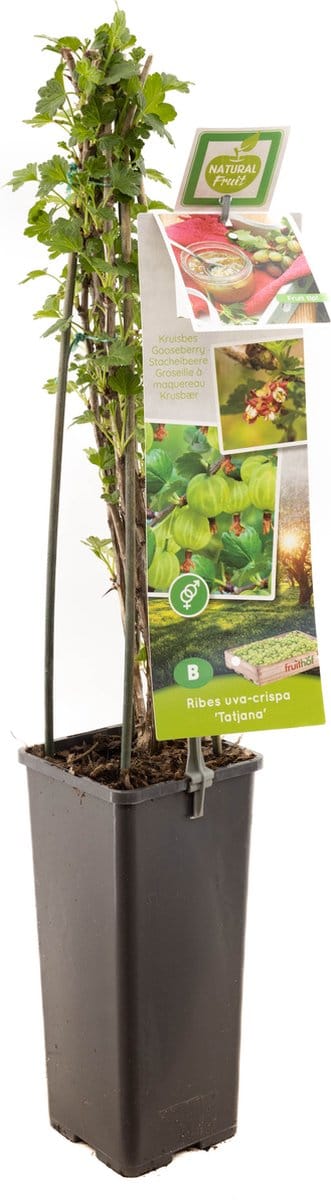 Ribes uva-crispa Tatjana | groene kruisbes | Ø 11 cm