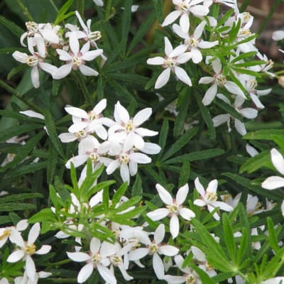 Choisya tern. 'White Dazzler'® 40-50cm - Mexicaanse oranjebloesem, prachtige plant voor huis en tuin