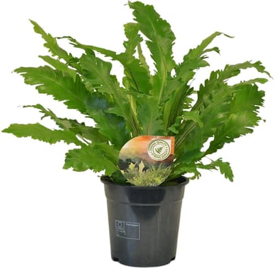 Plantenboetiek.nl | Asplenium Campio - Ø17cm - 40-50cm hoog - Kamerplant - Groenblijvend