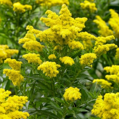 Guldenroede (Solidago) - Goldkind - Goudenroede - Vaste planten - Bijen-Vlinders - Zomerbollen - bloeit in Juli / Augustus / September