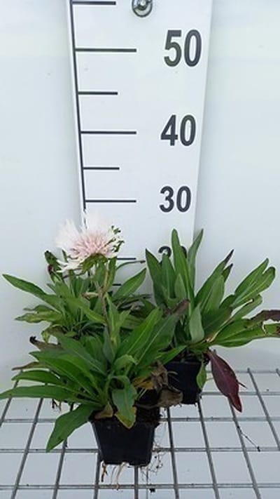 6x Stokesia - Stokesia laevis 'Alba' | 9x9 cm pot