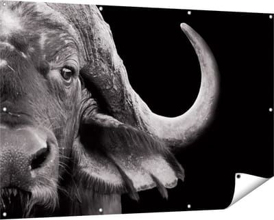 Gards Tuinposter Buffel - Buffelkop - Zwart Wit - 150x100 cm - Tuindoek - Tuindecoratie - Wanddecoratie buiten - Tuinschilderij