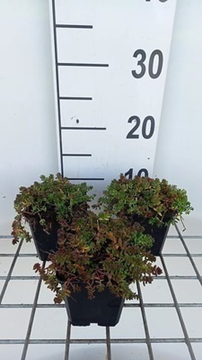 6x Sedum album 'Murale'