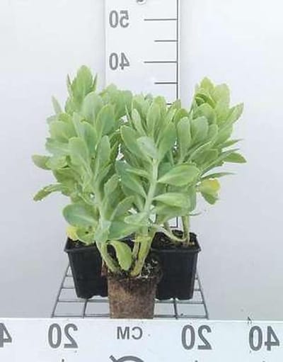 Vetplant Stardust - Vaste plant - Tuin decoratie - Zelfvoorzienend - 6 stuks - Groen