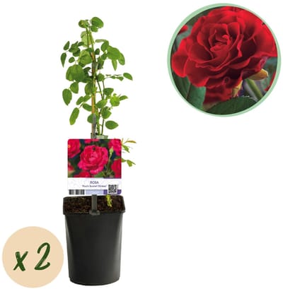 Green boutiQ - Klimroos - Rosa Paul Scarlet Climber - Bloem Rood - Weinig onderhoud - 2 planten - Pot 11cm Hoogte 40cm