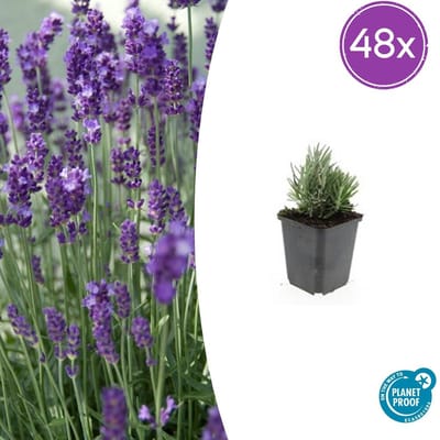 Tuinplantenshop.com | Lavandula ang. 'Dwarf Blue' | 48 stuks - Ø9cm - 10-25cm hoog - Tuinplant