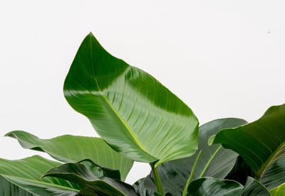 Philodendron Green Beauty - 120cm - ⌀30