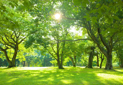 Fotobehang - Bomen - Natuur - Park - Vliesbehang - (152.5 x 104 cm)