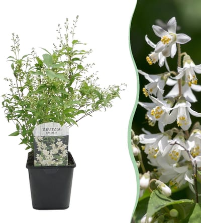 Heesters - Deutzia Gracilis - Bloem Wit - 1 Plant - Bladverliezend - Weinig Onderhoud - Pot 17cm Hoogte 45cm