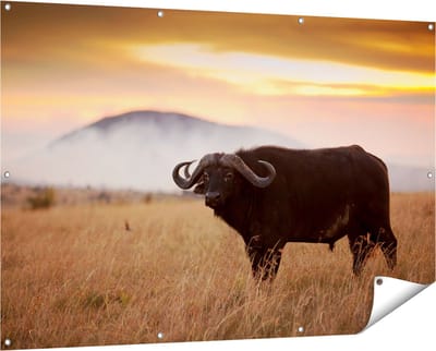 Gards Tuinposter Buffel in het Gras - 150x100 cm - Tuindoek - Tuindecoratie - Wanddecoratie buiten - Tuinschilderij