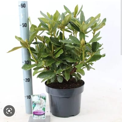 Rhododendron Ponticum - 40-60 cm in pot: Paarsbloeiende, snelgroeiende rhododendron.