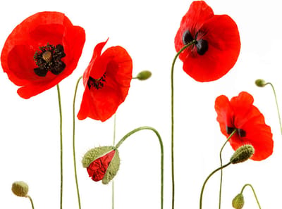 Fotobehang - Rode papavers, zomer herinnering.