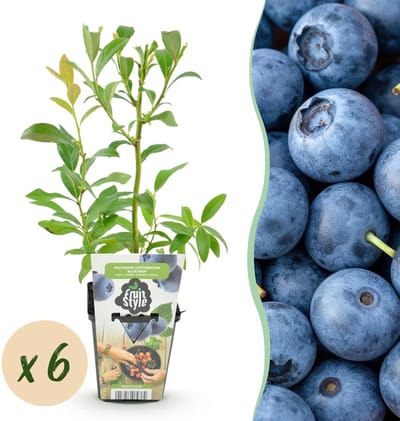 Green boutiQ - Fruitplanten - Blauwe Bes - Vaccinium corymbossum Bluecrop - Winterhard - 6 Planten - Pot 9 cm - Blauwe Bes