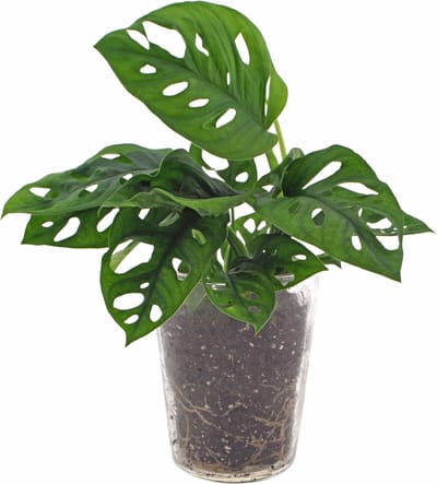 Monstera | Gatenplant | 30cm |incl. glazen vaas