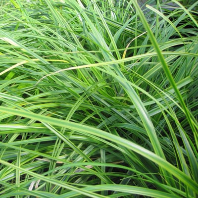 6x Carex oshimensis 'Everlime'® Pot 9x9cm - Groenblijvende siergras voor tuin en border