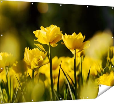 Gards Tuinposter Gele Tulpen - Bloemen - 160x120 cm - Tuindoek - Tuindecoratie - Wanddecoratie buiten - Tuinschilderij