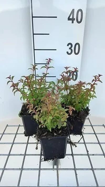 6x Bellenplant - Fuchsia magell. 'Gracilis' | 9x9 cm pot