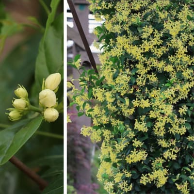 Toscaanse jasmijn (Trachelospermum Jasminoides) - Star of Toscane - Groenblijvend - Klimplant - Vaste planten