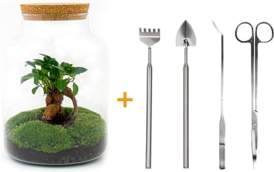 Green Harmony | DIY terrarium - Milky with bonsai -  30 cm