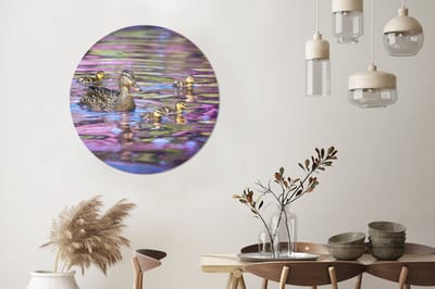 WallCircle - Wandcirkel - Muurcirkel - Eend - Water - Kleuren - Aluminium - Dibond - 90x90 cm - Binnen en Buiten