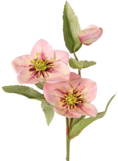 Top art - Helleborus Kerstroos met 2 bloemen 8 cm & 10 cm & 1 knop...