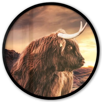 Poster in lijst Rond - Fotolijst 40x40 cm - Posters - Schotse hooglander - Zon - Horizon - Koe - Dieren - Ronde posterlijst zwart - Decoratie - Wanddecoratie woonkamer - Muurdecoratie slaapkamer